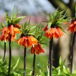 bloem 2 bloem 2