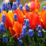 bloem 1 bloem 1