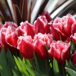 bloem 4 bloem 4