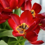 bloem 5 bloem 5