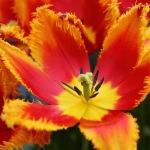 bloem 6 bloem 6