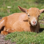 lief geitje lief geitje