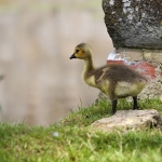 schattig schattig