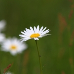 margriet margriet