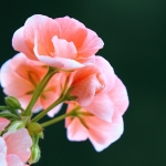 geranium geranium