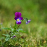 viooltje viooltje