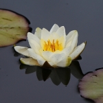 waterlelie waterlelie