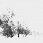 Wetlands Passewaaij Wetlands Passewaaij