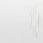 Riet Riet