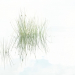 Riet 2 Riet 2