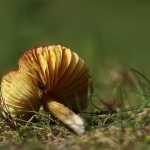 Paddenstoelen Paddenstoelen