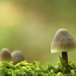 Paddenstoelen Paddenstoelen