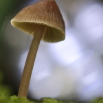 Paddenstoelen Paddenstoelen