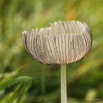 Paddenstoelen Paddenstoelen