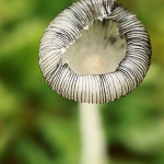 Paddenstoelen Paddenstoelen