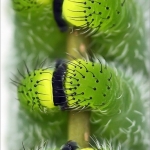 Rups van de Atlasvlinder Rups van de Atlasvlinder