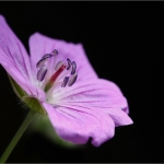 Ooievaarsbek - Geranium Ooievaarsbek - Geranium