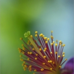 Bloemen Bloemen