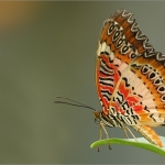 Vlinder Vlinder