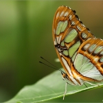 Vlinder Vlinder