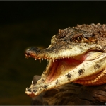 Krokodil Krokodil