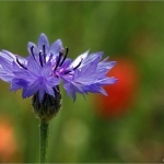 Korenbloem Korenbloem