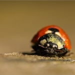 Lieveheersbeestje Lieveheersbeestje
