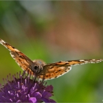 Vlinder Vlinder