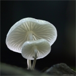 Porceleinzwam Porceleinzwam