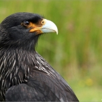 Roofvogelshow Roofvogelshow