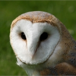 Roofvogelshow Roofvogelshow