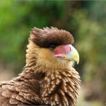 Roofvogelshow Roofvogelshow