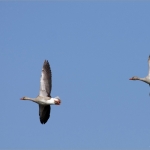 Ganzen in de vlucht Ganzen in de vlucht