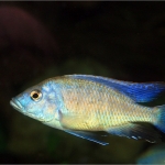 Cichlide Cichlide