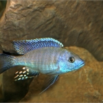 Cichlide Cichlide