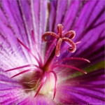 Ooievaarsbek - Geranium Ooievaarsbek - Geranium