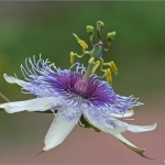 Passiflora Passiflora