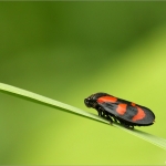 Cicade Cicade