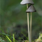 Paddestoel Paddestoel