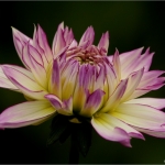 Dahlia Dahlia