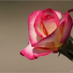 Roos Roos