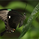 Vlinder Vlinder