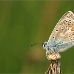 Blauwtje Blauwtje