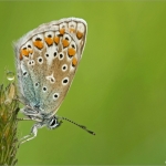 Blauwtje Blauwtje