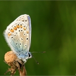 Blauwtje Blauwtje