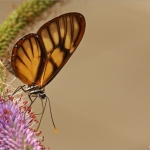 Vlinder Vlinder