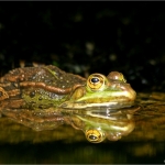 Groene kikker Groene kikker