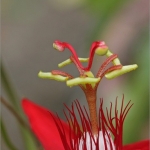 Passiflora Passiflora