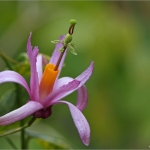 Passiflora Passiflora