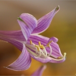 Bloemen Bloemen